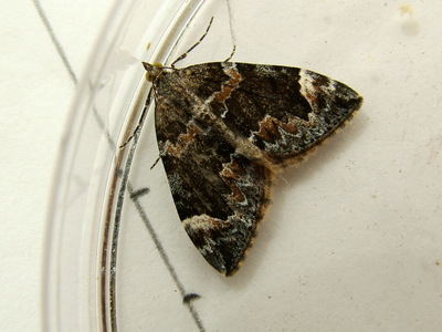 Dark Marbled Carpet